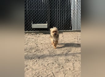 Benke wartet auf sein Happy End