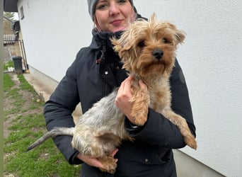 Archie wartet auf Menschen, die ihn schätzen