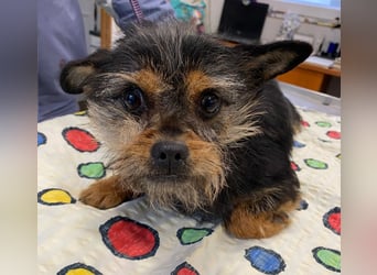 Pamina wartet auf dich