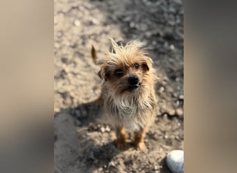 Benke dein perfekter Begleiter