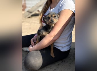 Pamina wartet auf dich