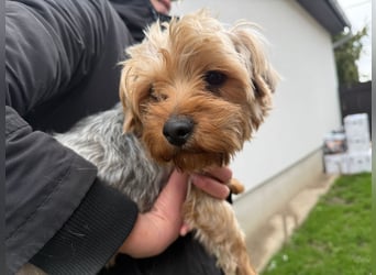 Archie wartet auf Menschen, die ihn schätzen