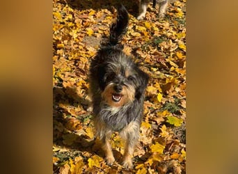 ⭐️Laica⭐️, Yorkshire Terrier-Mischling, Hündin, 2 Jahre, 35 cm, Tierschutz