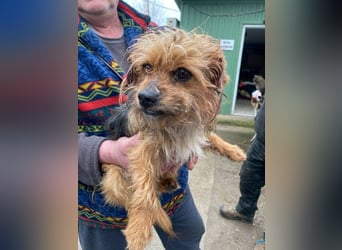 Benke dein perfekter Begleiter