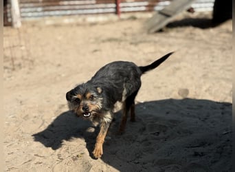 Pamina wartet auf dich