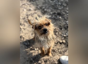 Benke dein perfekter Begleiter