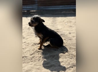 Pamina wartet auf dich