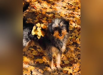 ⭐️Laica⭐️, Yorkshire Terrier-Mischling, Hündin, 2 Jahre, 35 cm, Tierschutz