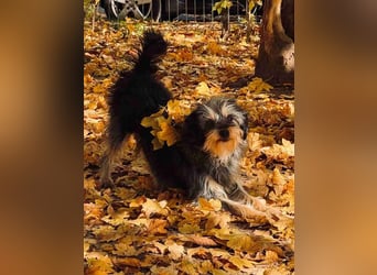 ⭐️Laica⭐️, Yorkshire Terrier-Mischling, Hündin, 2 Jahre, 35 cm, Tierschutz