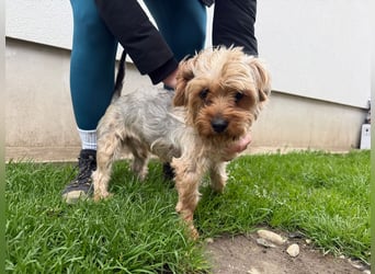 Archie- möchte mit dir die Welt sehen