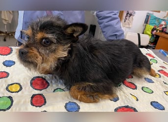 Pamina wartet auf dich