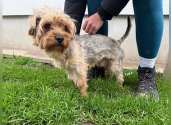 Archie wartet auf Menschen, die ihn schätzen