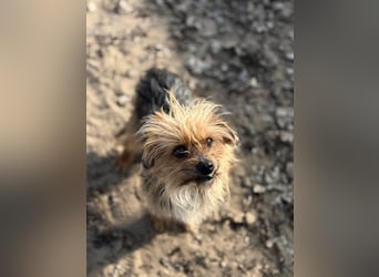 Benke wartet auf sein Happy End