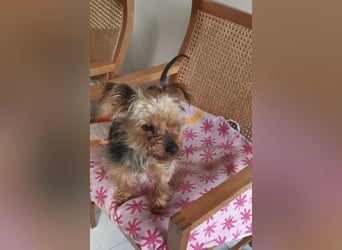 Elmo , kleiner Yorki freut sich auf Besuch