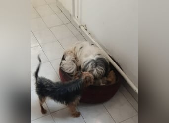 Elmo , kleiner Yorki freut sich auf Besuch