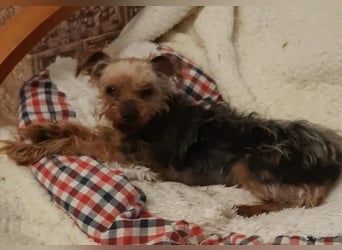 Elmo , kleiner Yorki freut sich auf Besuch