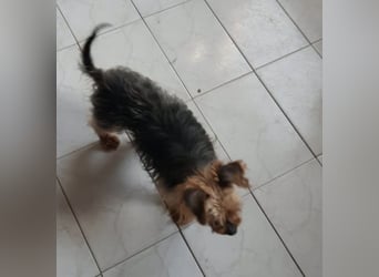 Elmo , kleiner Yorki freut sich auf Besuch