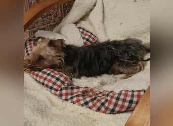 Elmo , kleiner Yorki freut sich auf Besuch