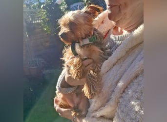 Elmo , kleiner Yorki freut sich auf Besuch