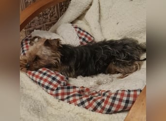 Elmo , kleiner Yorki freut sich auf Besuch