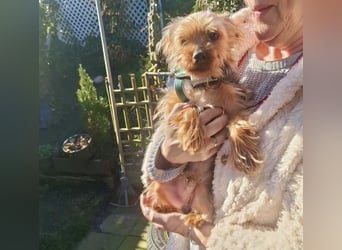 Elmo , kleiner Yorki freut sich auf Besuch