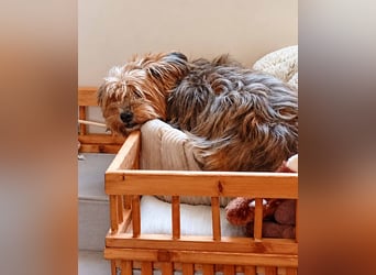 AMBAR ❤️ Yorkie Mix Hündin