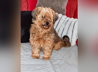 AMBAR ❤️ Yorkie Mix Hündin
