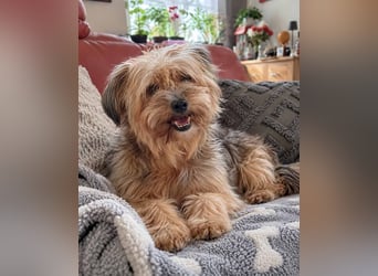 AMBAR ❤️ Yorkie Mix Hündin