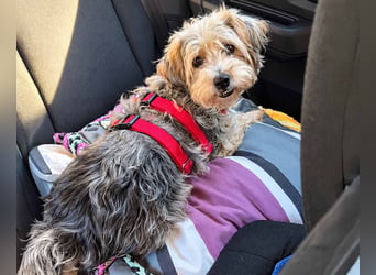 JADE ❤️ Yorkie Mix Hündin