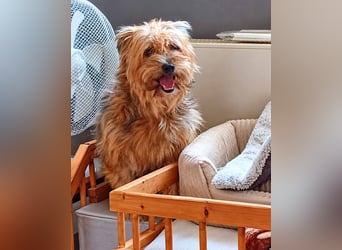 AMBAR ❤️ Yorkie Mix Hündin