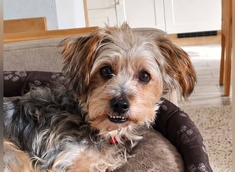 JADE ❤️ Yorkie Mix Hündin