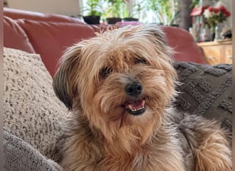AMBAR ❤️ Yorkie Mix Hündin