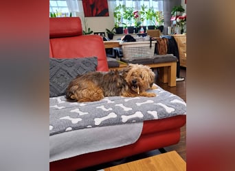 AMBAR ❤️ Yorkie Mix Hündin