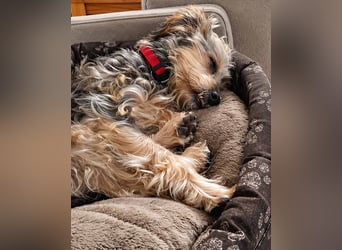 JADE ❤️ Yorkie Mix Hündin
