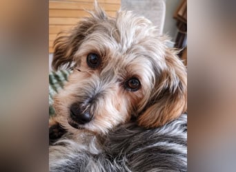 JADE ❤️ Yorkie Mix Hündin