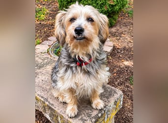JADE ❤️ Yorkie Mix Hündin