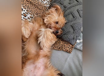 AMBAR ❤️ Yorkie Mix Hündin