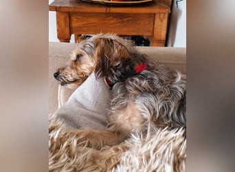 JADE ❤️ Yorkie Mix Hündin