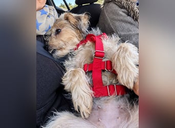 JADE ❤️ Yorkie Mix Hündin
