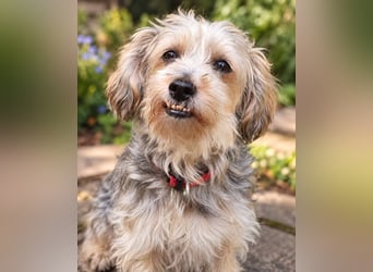 JADE ❤️ Yorkie Mix Hündin