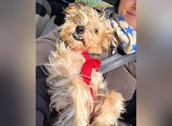 JADE ❤️ Yorkie Mix Hündin