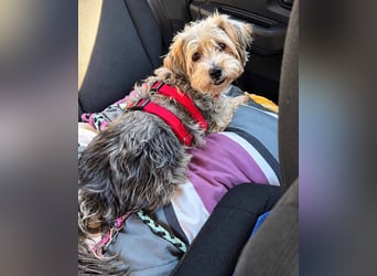 JADE ❤️ Yorkie Mix Hündin