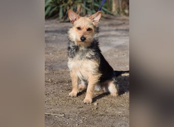 Lucia - auf PS in 45147 Essen - äußerst liebe und verschmuste Hündin