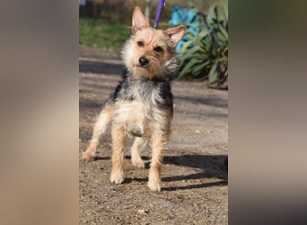 Lucia - auf PS in 45147 Essen - äußerst liebe und verschmuste Hündin