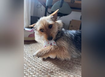 Lucia - auf PS in 45147 Essen - äußerst liebe und verschmuste Hündin