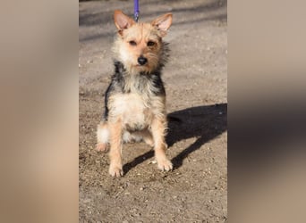 Lucia - auf PS in 45147 Essen - äußerst liebe und verschmuste Hündin