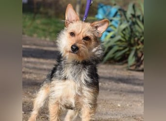 Lucia - auf PS in 45147 Essen - äußerst liebe und verschmuste Hündin