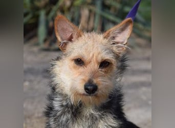 Lucia - äußerst liebe und verschmuste Hündin