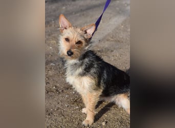 Lucia - äußerst liebe und verschmuste Hündin