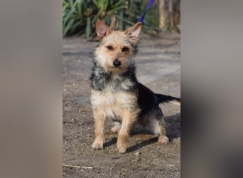 Lucia - äußerst liebe und verschmuste Hündin